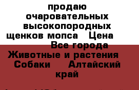 продаю очаровательных высокопородных щенков мопса › Цена ­ 20 000 - Все города Животные и растения » Собаки   . Алтайский край